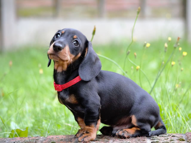las razas de caninos mas aconsejables para vivir en apartamentos